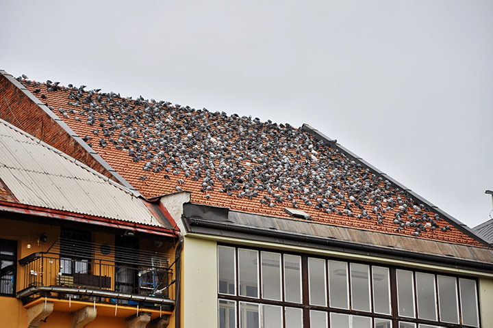 A2B Pest Control are able to install spikes to deter birds from roofs in Rossington. 