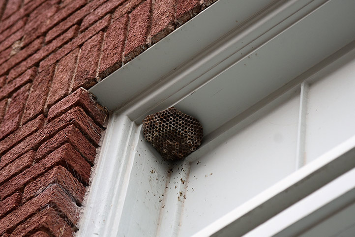 We provide a wasp nest removal service for domestic and commercial properties in Rossington.